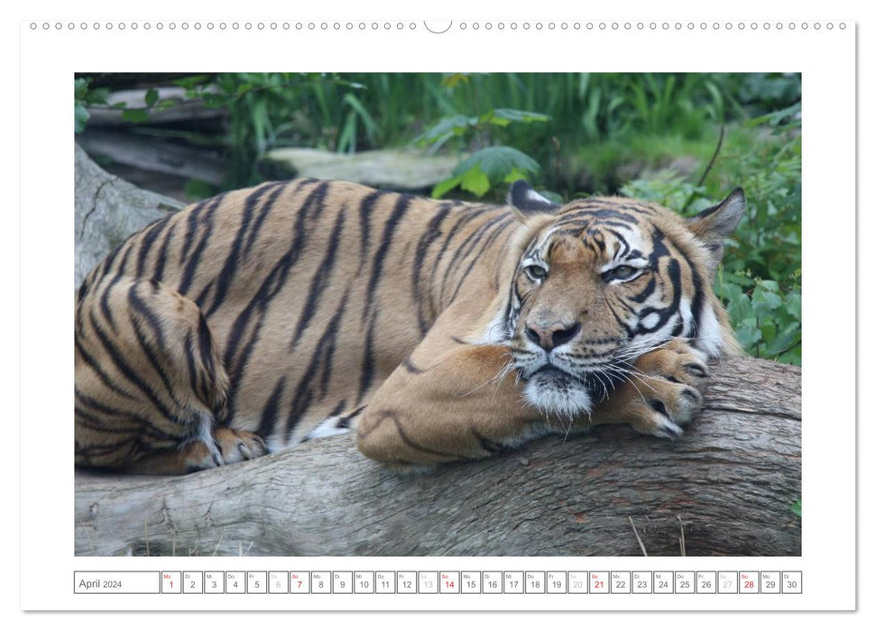 Animals in the Zoo (CALVENDO Premium Wall Calendar 2024) 