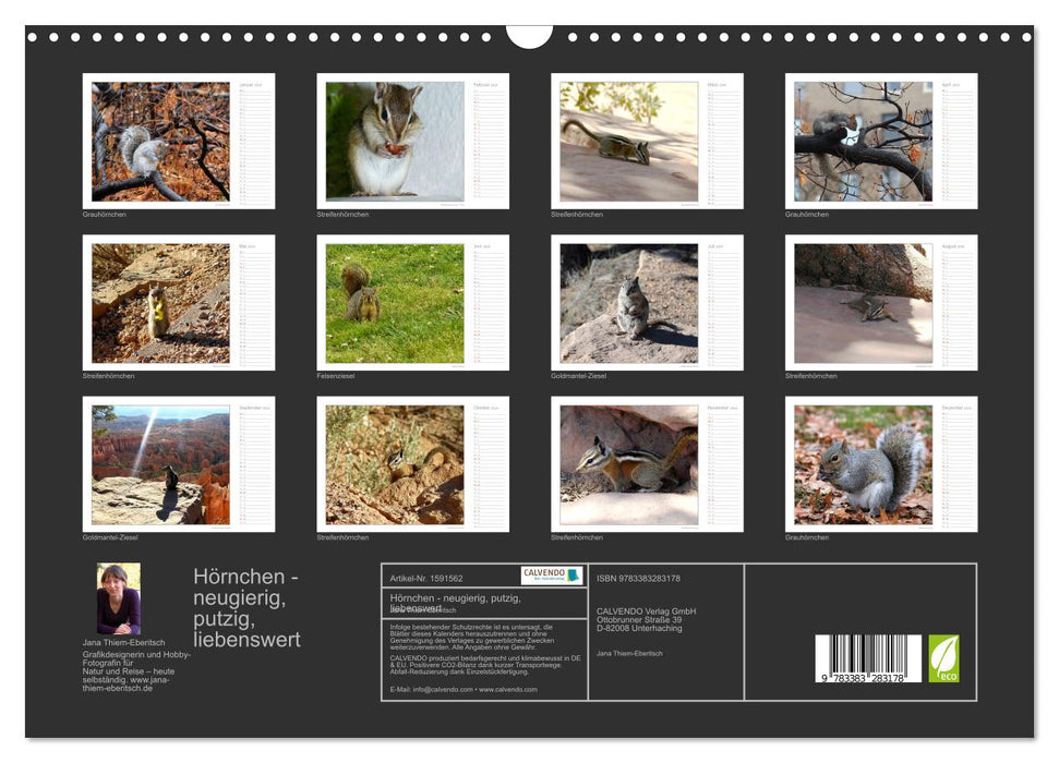 Squirrels - curious, cute, adorable (CALVENDO wall calendar 2024) 