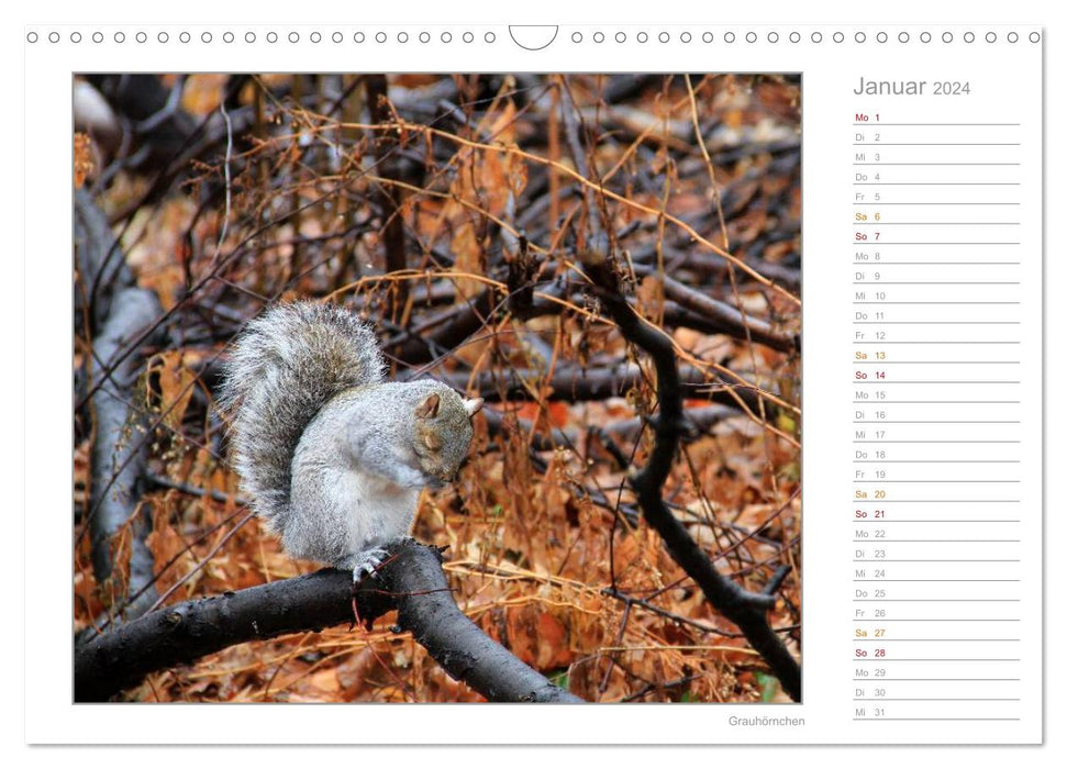 Squirrels - curious, cute, adorable (CALVENDO wall calendar 2024) 