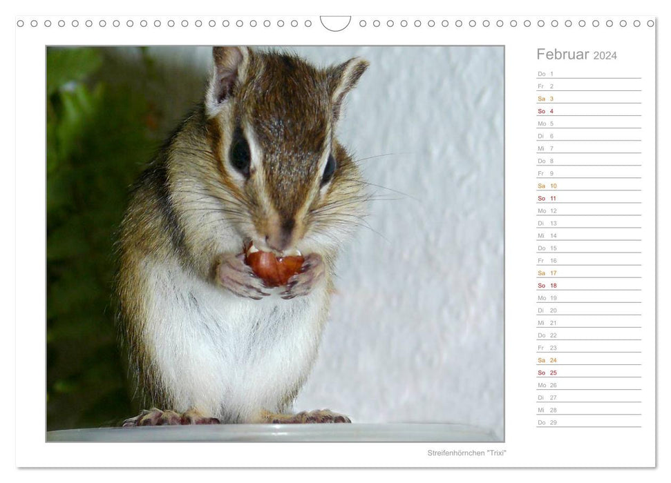 Squirrels - curious, cute, adorable (CALVENDO wall calendar 2024) 