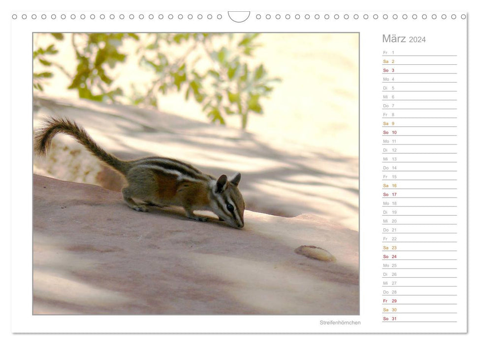 Squirrels - curious, cute, adorable (CALVENDO wall calendar 2024) 