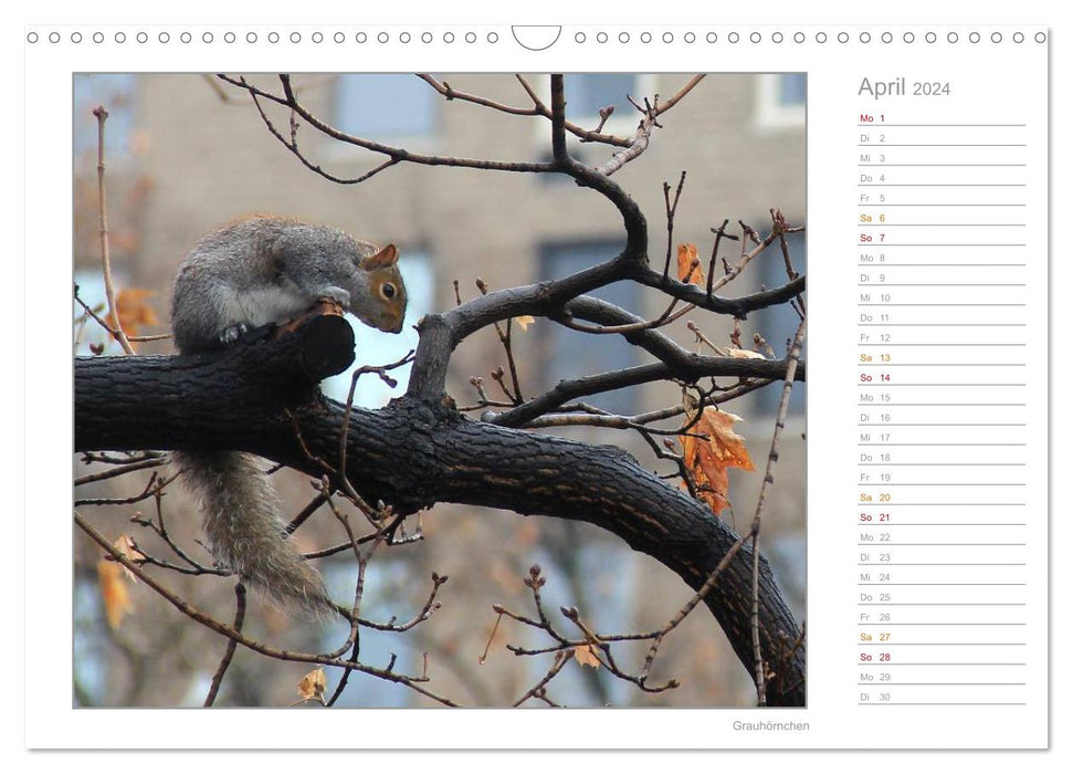 Écureuils - curieux, mignons, adorables (Calendrier mural CALVENDO 2024) 