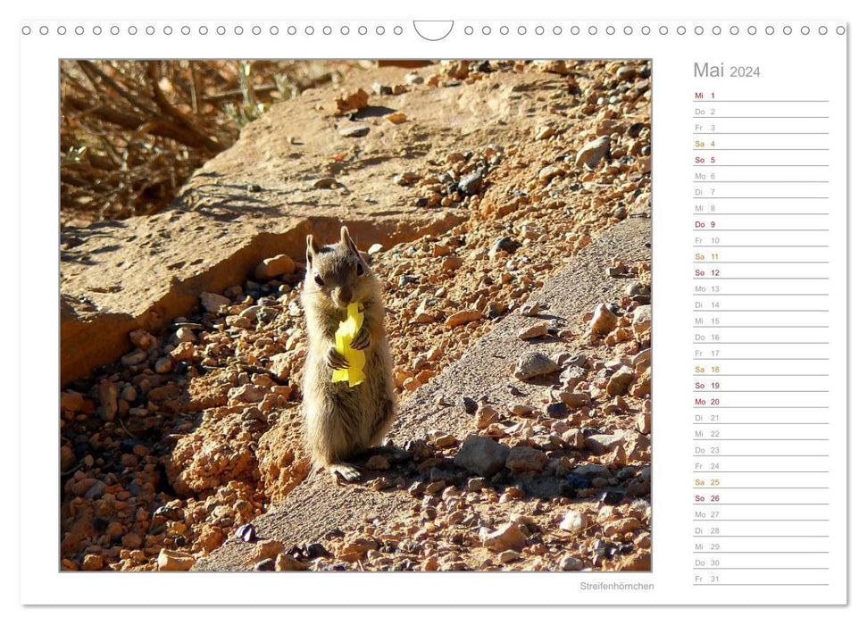 Squirrels - curious, cute, adorable (CALVENDO wall calendar 2024) 
