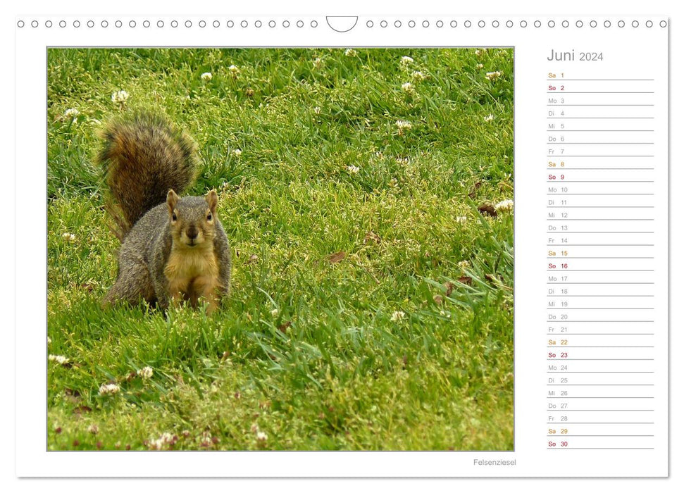 Squirrels - curious, cute, adorable (CALVENDO wall calendar 2024) 