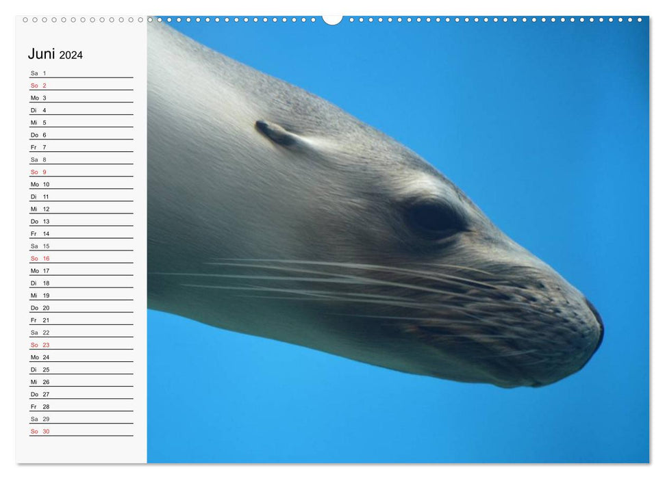 Seals and otters. Cute fellows, perfect swimmers (CALVENDO Premium Wall Calendar 2024) 