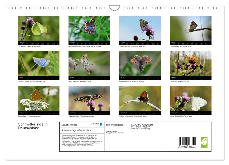 Butterflies in Germany (CALVENDO wall calendar 2024) 