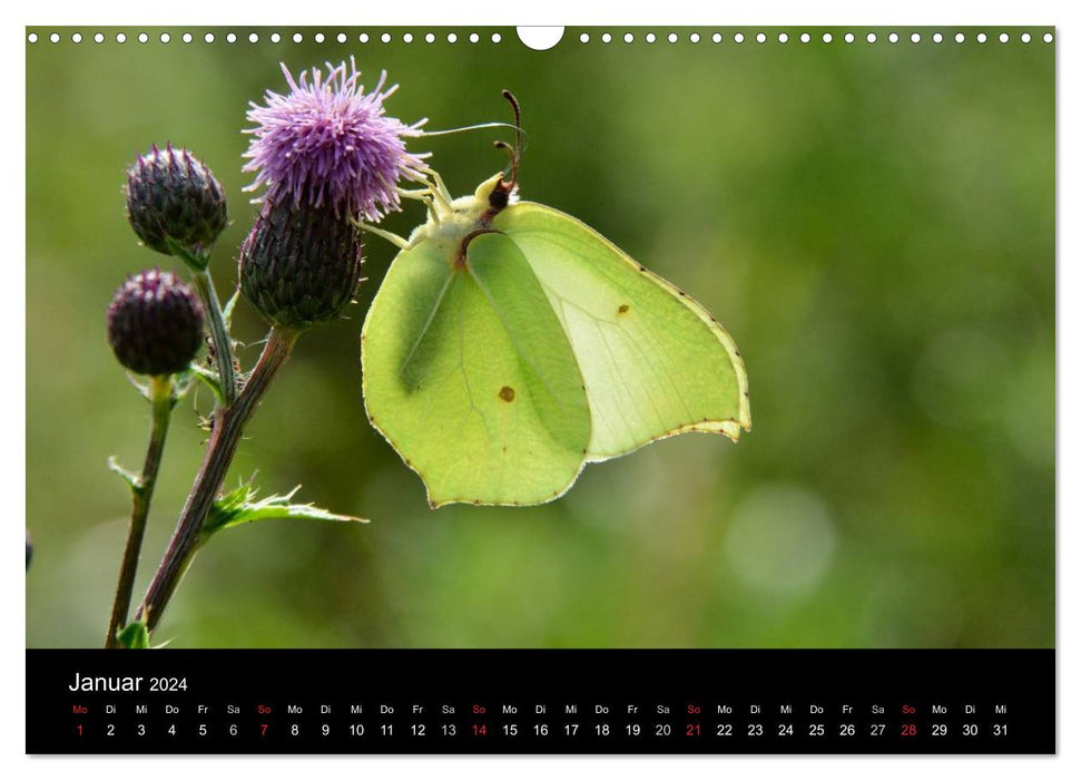 Papillons en Allemagne (calendrier mural CALVENDO 2024) 