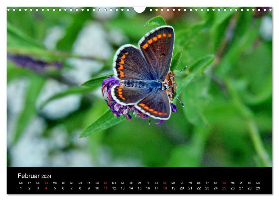 Papillons en Allemagne (calendrier mural CALVENDO 2024) 