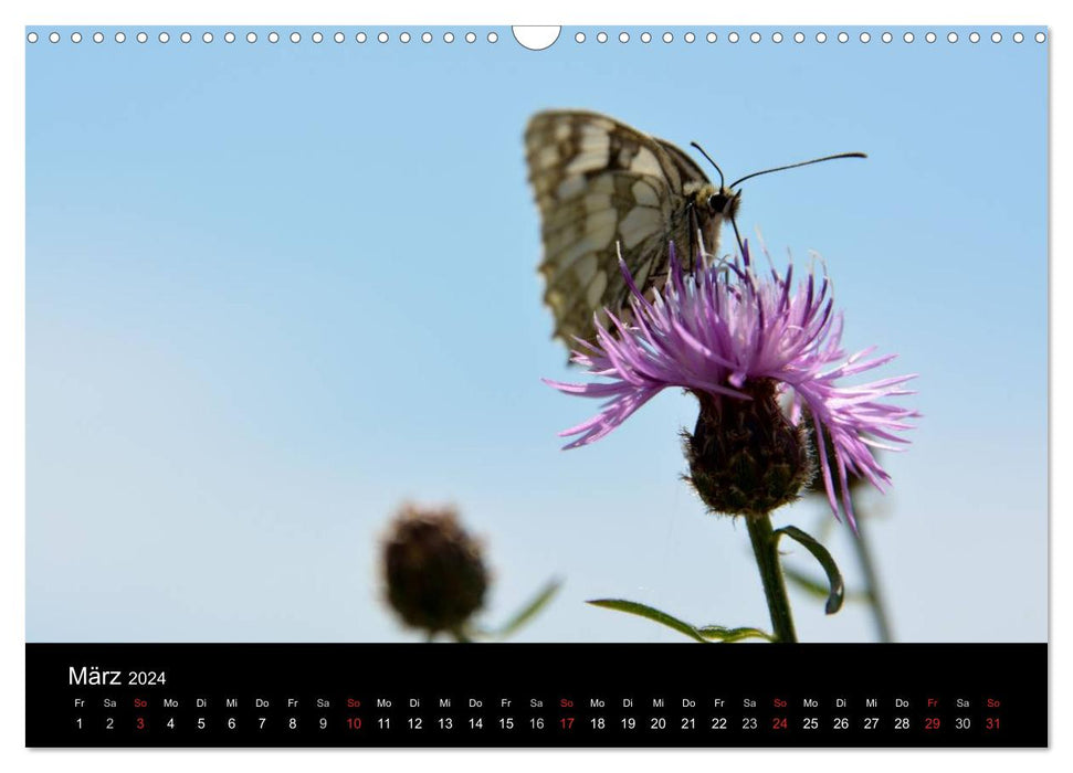 Papillons en Allemagne (calendrier mural CALVENDO 2024) 