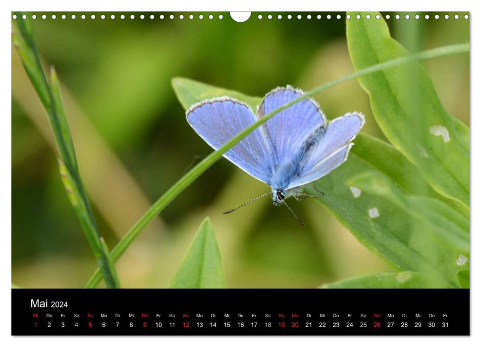 Papillons en Allemagne (calendrier mural CALVENDO 2024) 