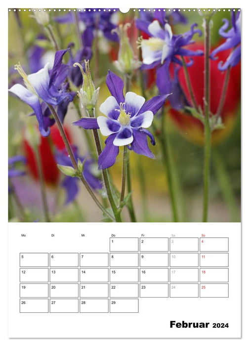 Magical Columbines (CALVENDO Wall Calendar 2024) 