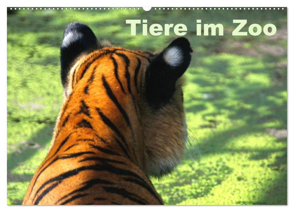 Animaux du zoo (Calendrier mural CALVENDO 2024) 