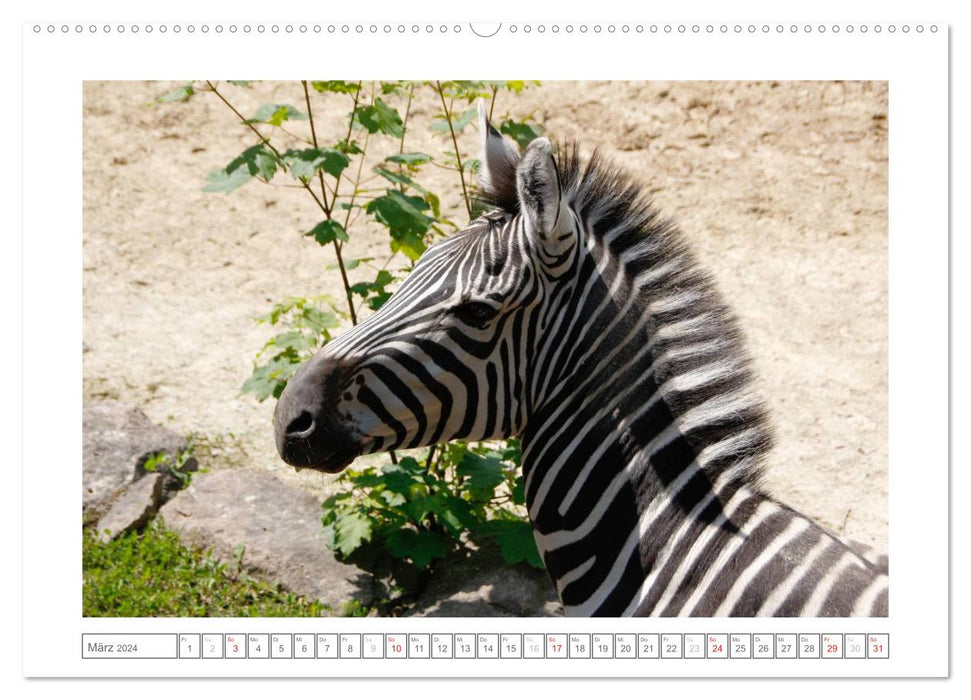 Animals in the zoo (CALVENDO wall calendar 2024) 