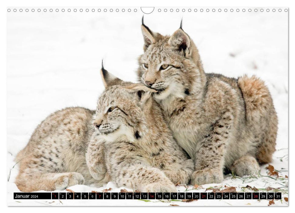 Enfants Lynx (Calendrier mural CALVENDO 2024) 