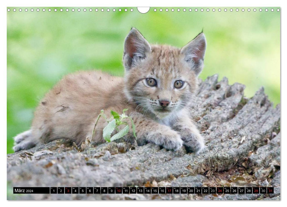 Enfants Lynx (Calendrier mural CALVENDO 2024) 