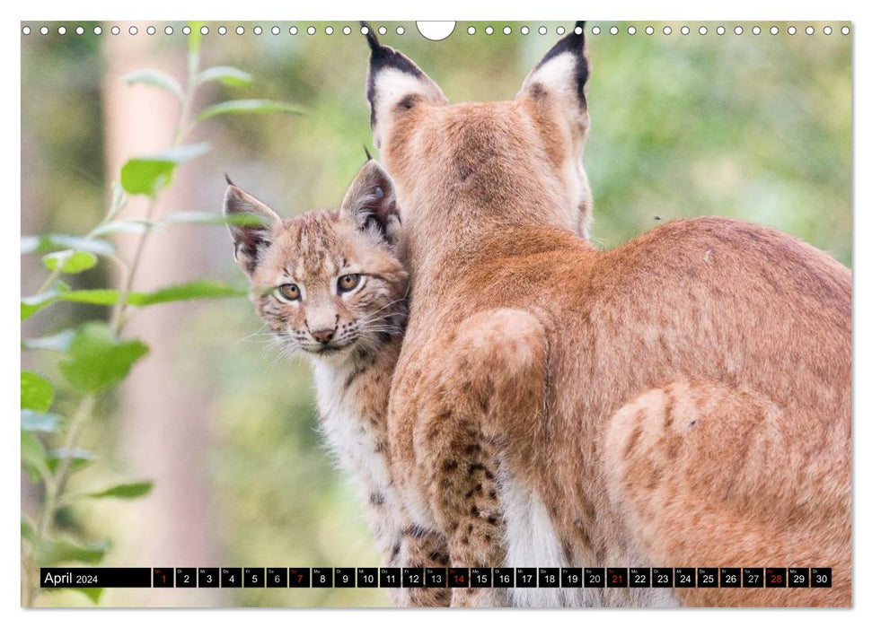 Enfants Lynx (Calendrier mural CALVENDO 2024) 