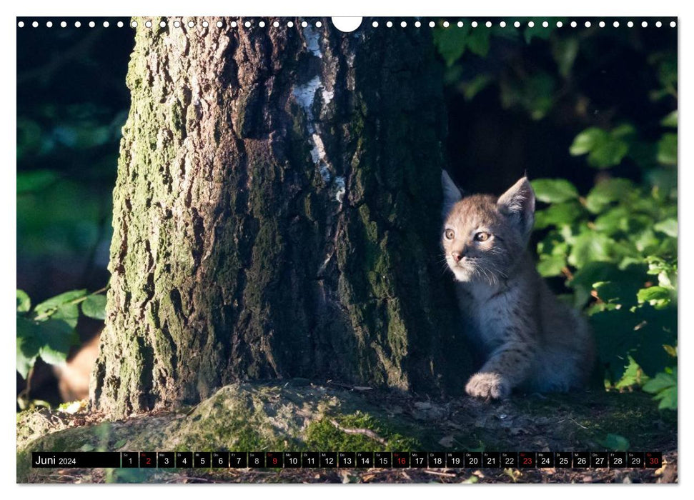 Enfants Lynx (Calendrier mural CALVENDO 2024) 