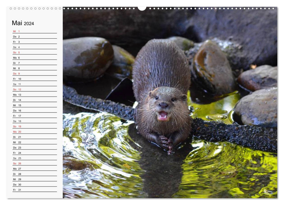 Seehunde und Otter. Putzige Gesellen, perfekte Schwimmer (CALVENDO Wandkalender 2024)