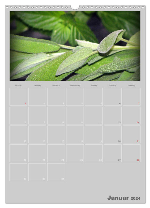 Culinary herbs and vegetables (CALVENDO wall calendar 2024) 