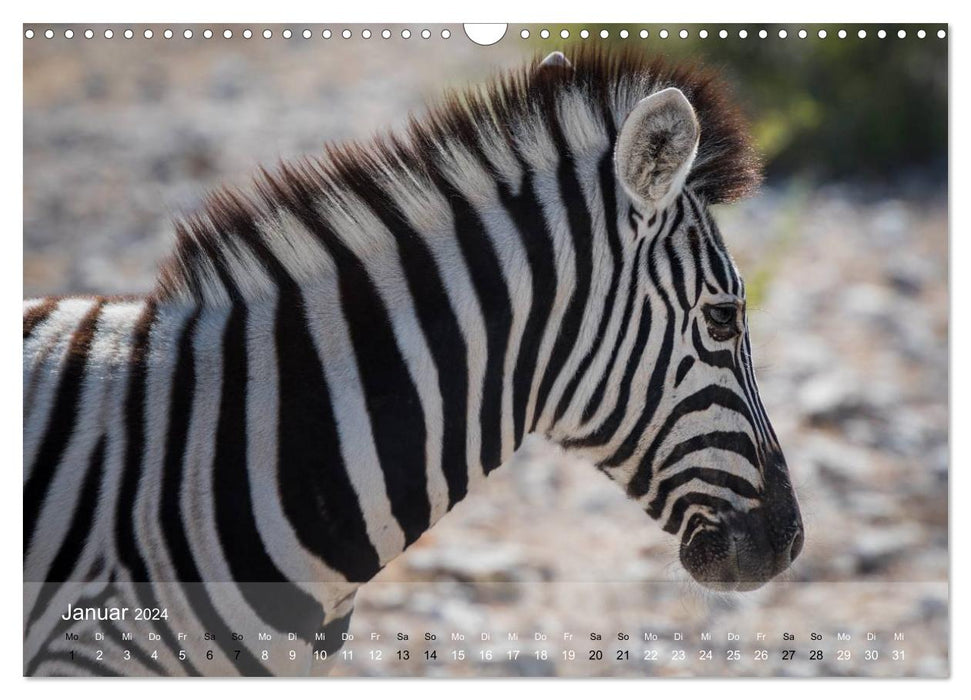 Zèbres - Chevaux sauvages d'Afrique (Calendrier mural CALVENDO 2024) 