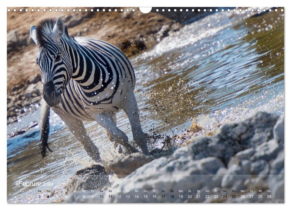 Zebras - Afrikas Wildpferde (CALVENDO Wandkalender 2024)