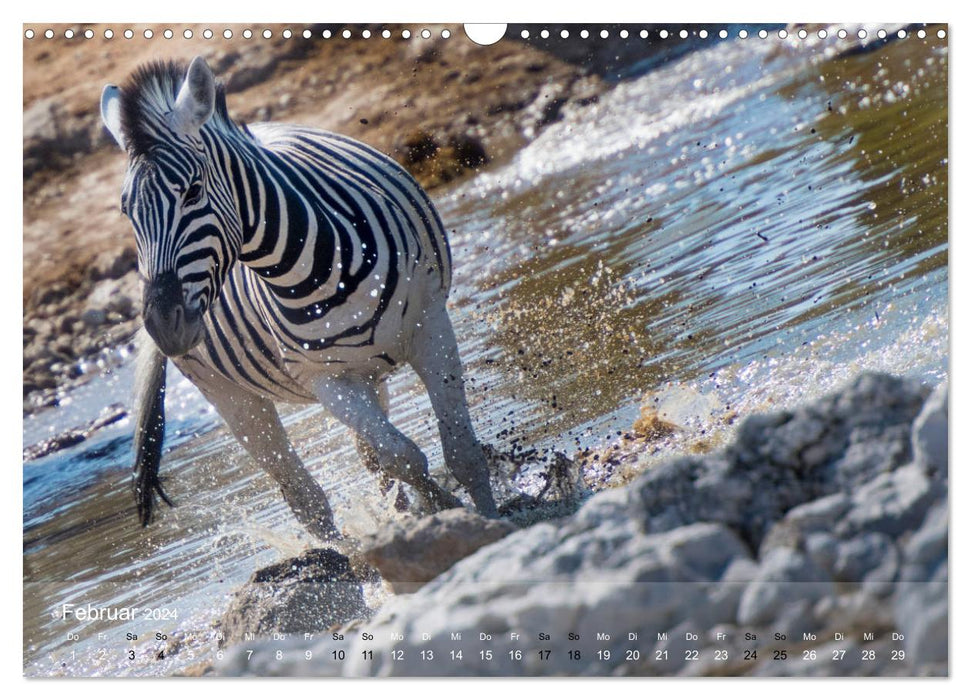 Zèbres - Chevaux sauvages d'Afrique (Calendrier mural CALVENDO 2024) 