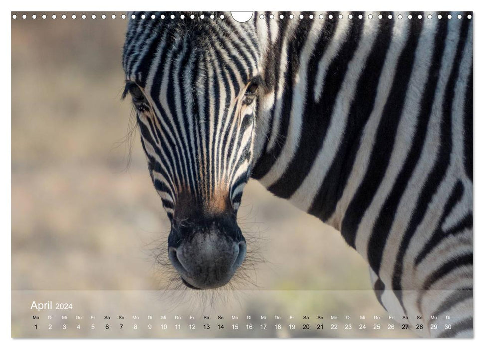 Zèbres - Chevaux sauvages d'Afrique (Calendrier mural CALVENDO 2024) 