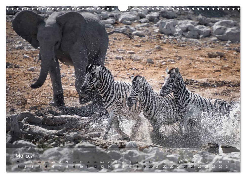 Zebras - Afrikas Wildpferde (CALVENDO Wandkalender 2024)