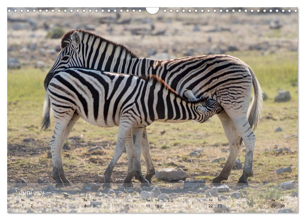 Zebras - Afrikas Wildpferde (CALVENDO Wandkalender 2024)