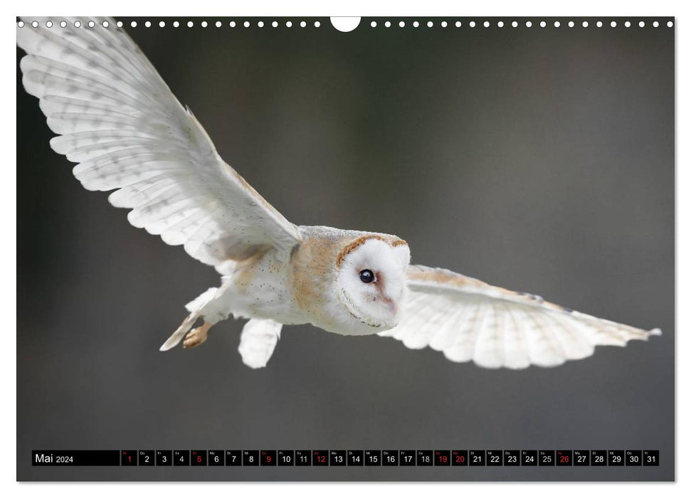 Greifvögel und Eulen (CALVENDO Wandkalender 2024)