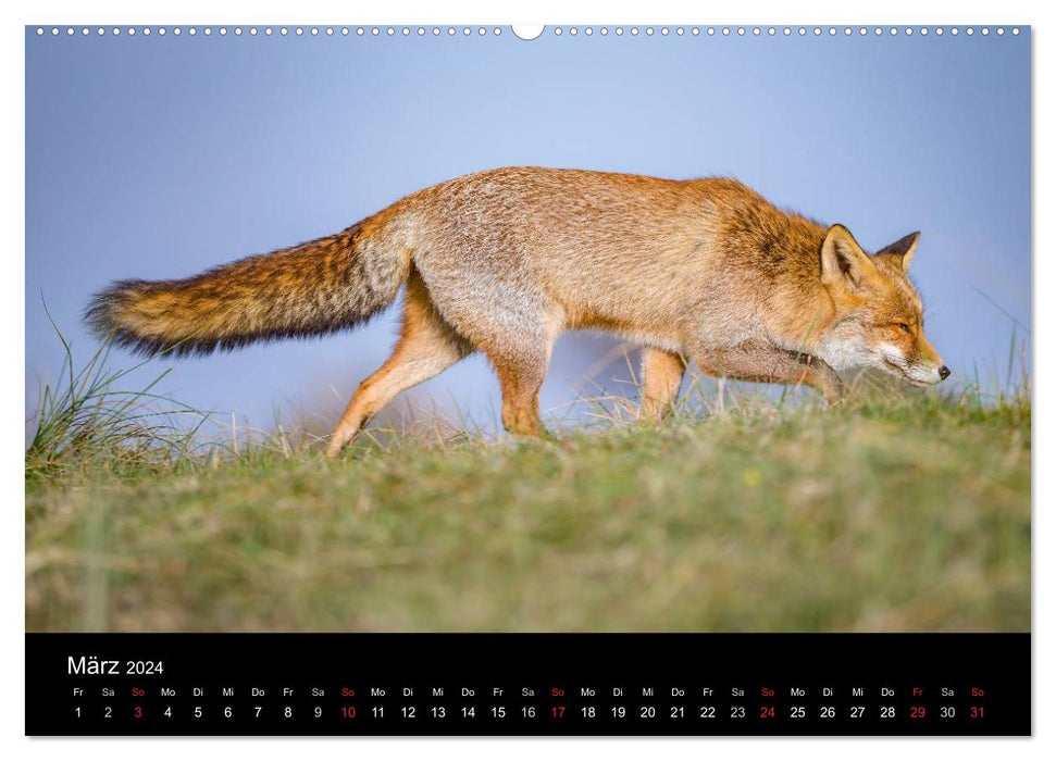 Rotfüchse (CALVENDO Premium Wandkalender 2024)