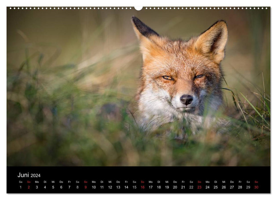 Rotfüchse (CALVENDO Premium Wandkalender 2024)