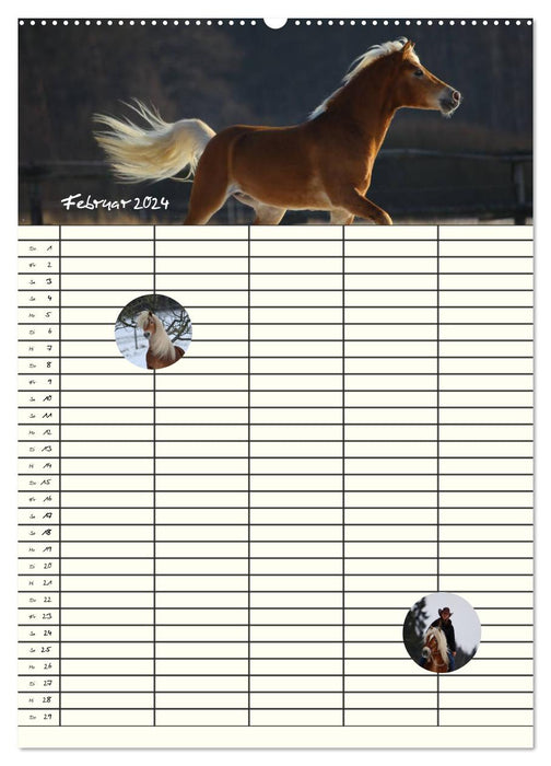 Haflinger Horses – Planificateur d'écurie et familial 2024 (Calvendo Premium Wall Calendar 2024) 