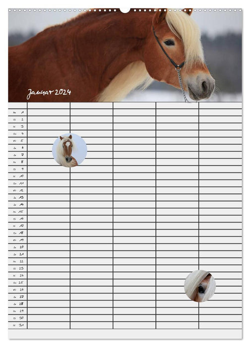 Haflinger Pferde - Stall- und Familienplaner 2024 (CALVENDO Wandkalender 2024)