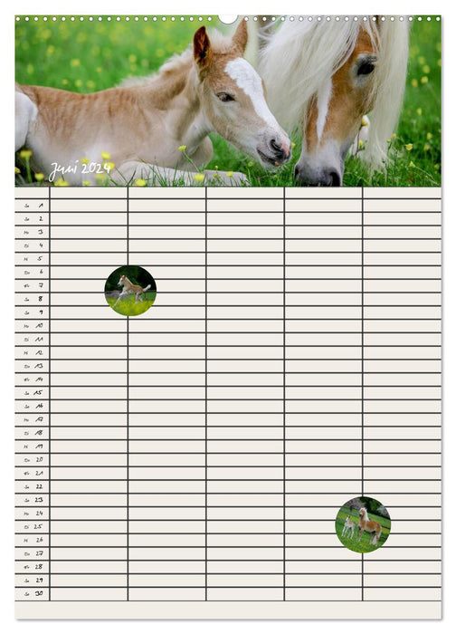 Haflinger Pferde - Stall- und Familienplaner 2024 (CALVENDO Wandkalender 2024)