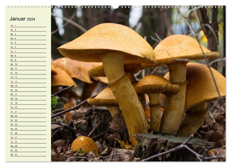 Mushrooms and mushroom dishes (CALVENDO wall calendar 2024) 