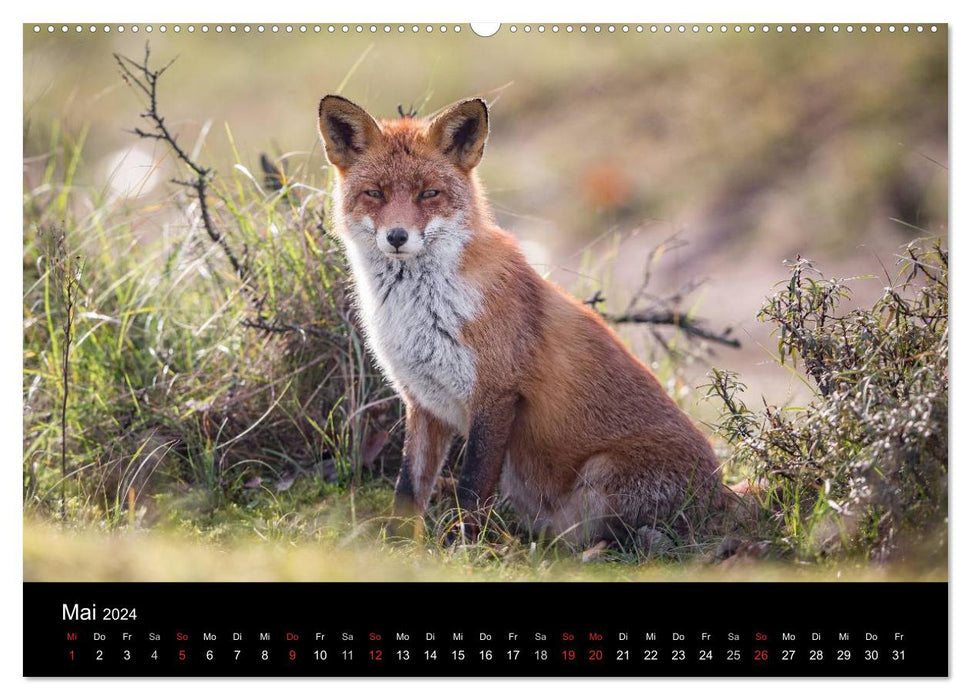 Rotfüchse (CALVENDO Wandkalender 2024)
