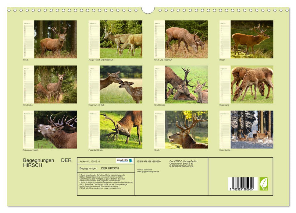 Encounters. THE DEER (CALVENDO wall calendar 2024) 