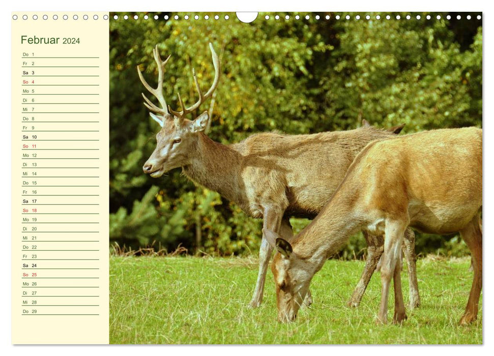 Encounters. THE DEER (CALVENDO wall calendar 2024) 