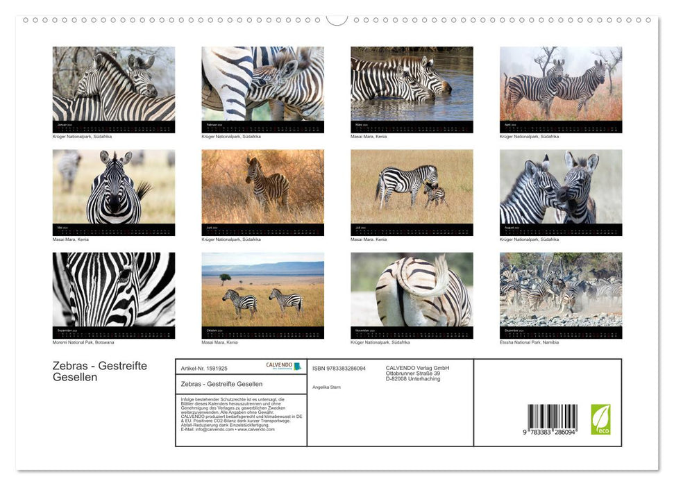 Zebras - Gestreifte Gesellen (CALVENDO Premium Wandkalender 2024)