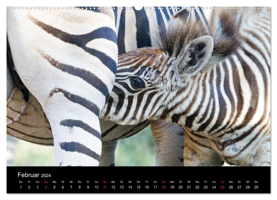 Zebras - Striped Fellows (CALVENDO Premium Wall Calendar 2024) 