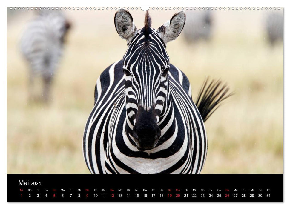 Zebras - Gestreifte Gesellen (CALVENDO Premium Wandkalender 2024)