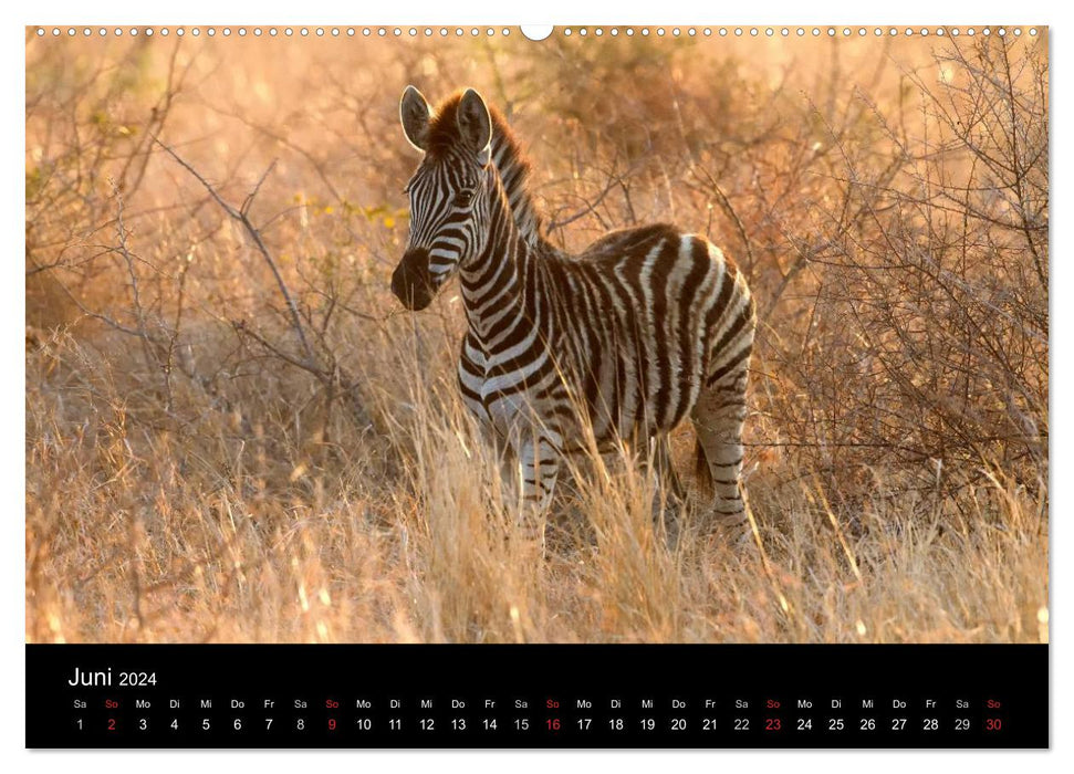 Zebras - Gestreifte Gesellen (CALVENDO Premium Wandkalender 2024)