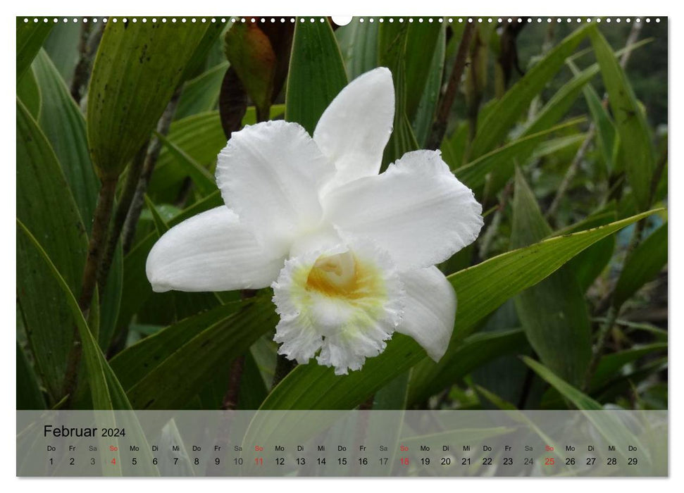 Orchideenland Ecuador (CALVENDO Premium Wandkalender 2024)