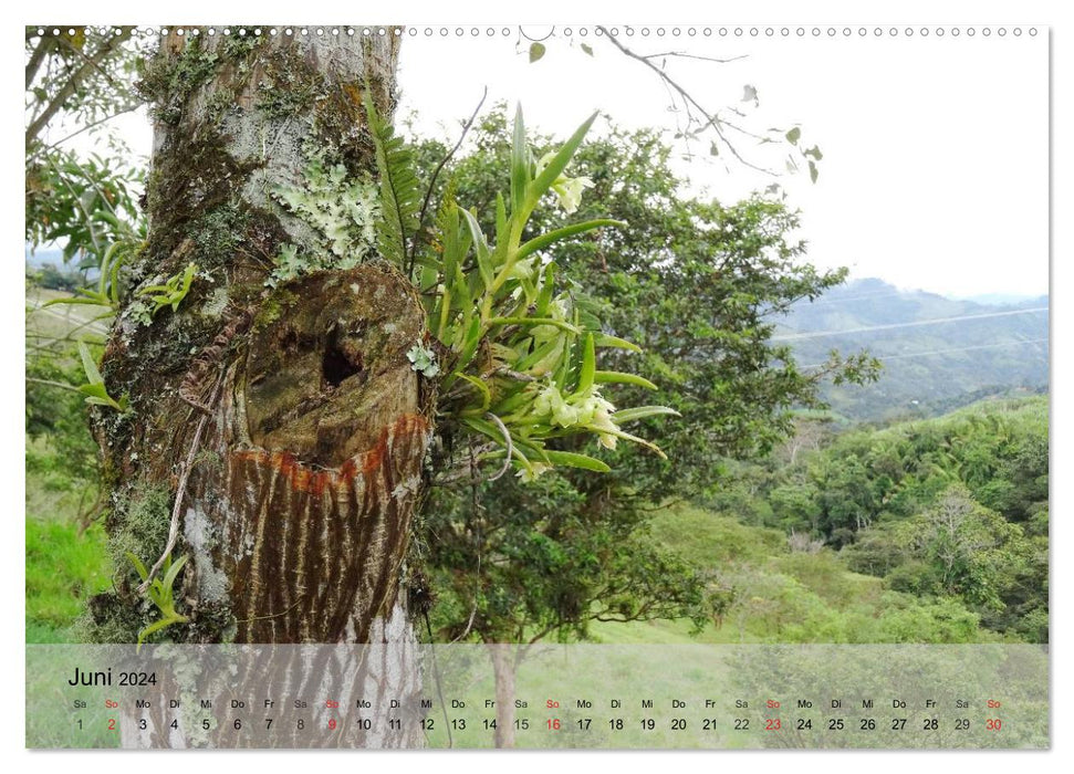 Orchideenland Ecuador (CALVENDO Premium Wandkalender 2024)