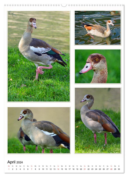 Diversity of water birds (CALVENDO Premium Wall Calendar 2024) 
