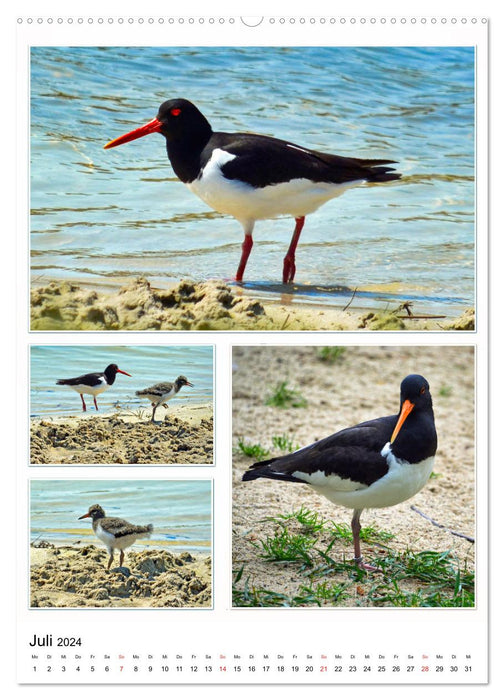 Diversity of water birds (CALVENDO Premium Wall Calendar 2024) 