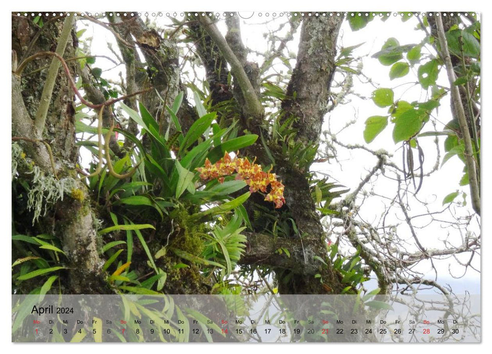 Orchideenland Ecuador (CALVENDO Wandkalender 2024)