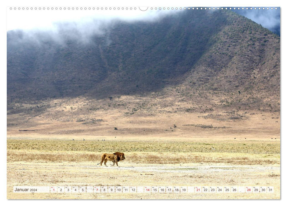 Tanzania - Through the national parks of East Africa (CALVENDO Premium Wall Calendar 2024) 