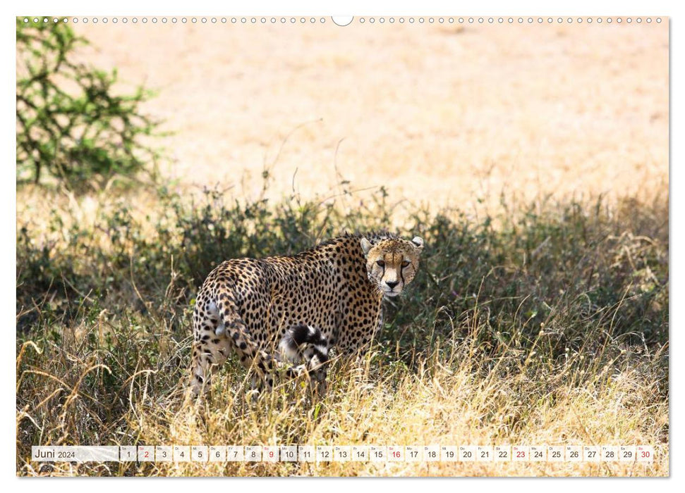 Tanzania - Through the national parks of East Africa (CALVENDO Premium Wall Calendar 2024) 